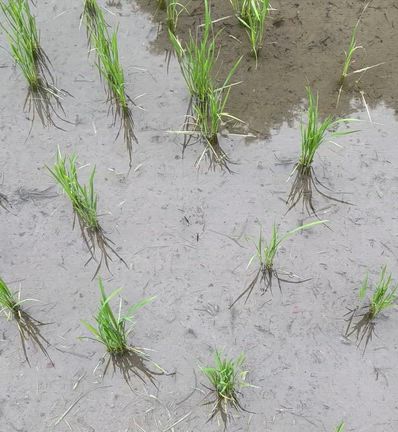恵みの雨の記事動画