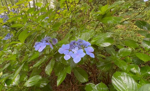 恵みの雨の記事動画