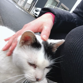 風邪っぴきニャンコは大丈夫かな？の画像