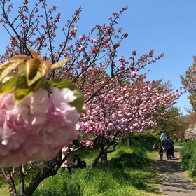 岡田准一が初ゴチで見事優勝した時の芙葉亭が急遽閉店の画像