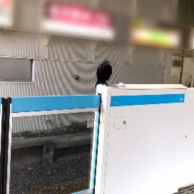 カラスの　カー子の画像