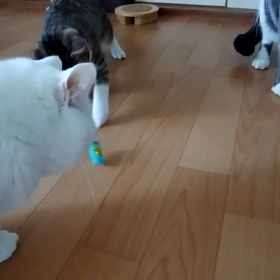 動く猫おもちゃの画像