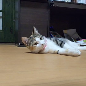 幻の猫。の画像