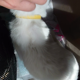 ””白の緊急保護”  ③ 飼い主さんとの話の画像