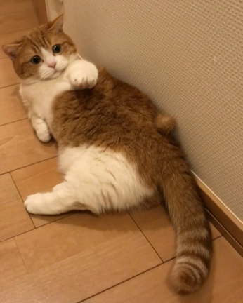 取れにゃいの記事動画
