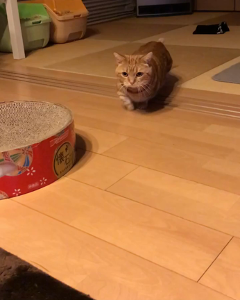 変身の記事動画