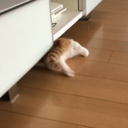 きなこどこにゃの記事動画