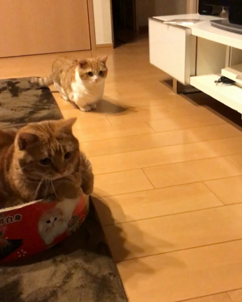届かにゃいの記事動画