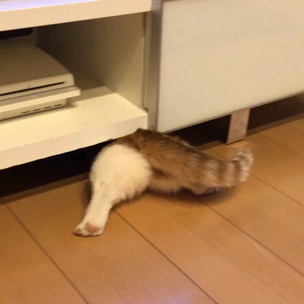 きなこおちりの記事動画