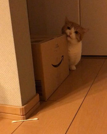 気になるの記事動画