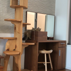 仔猫が来た 13日目 クリーガーのお散歩の画像