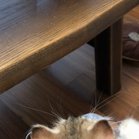 仔猫が来た 9日目 先住猫が心を開いた日の画像