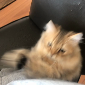 仔猫の飼い主気分を、あなたに❤︎の画像