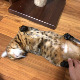 おなかワシワシの画像