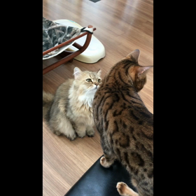 猫にもツンデレの画像