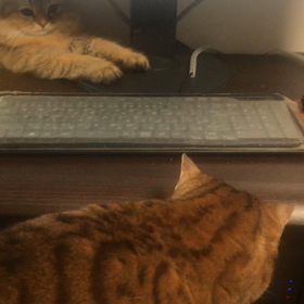 仔猫が来た 15日目 姉の態度が元にもどってきた(^^)の画像