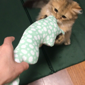 初ケリケリ プロレス技を習得している仔猫の画像