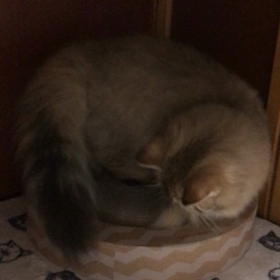 仔猫が来た 2日目 トイレ・ひとり遊びを覚えたの画像