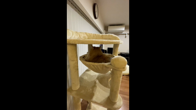 新しいキャットタワー【据置きタイプ】の記事動画