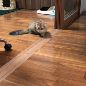 仔猫が来た ６日目 ついに直接対面！9歳×3か月の画像