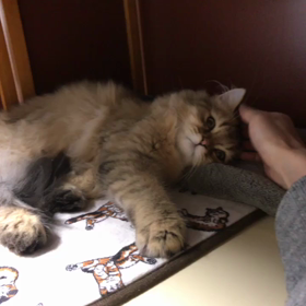ネムネムな仔猫の画像