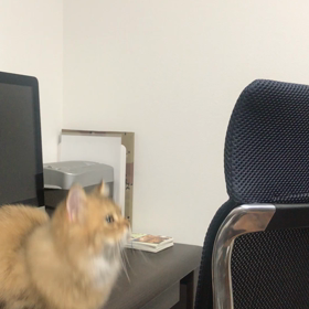 子猫よ、それは SASUKE の練習なのかの画像
