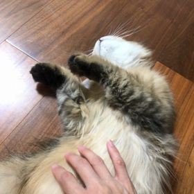 あお向けのフミフミの画像
