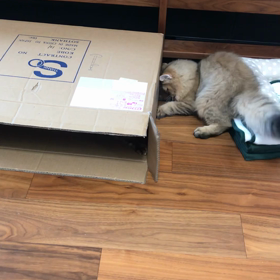 仔猫が来た 16日目②  遊び…❓編の画像