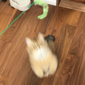 仔猫の跳躍の画像