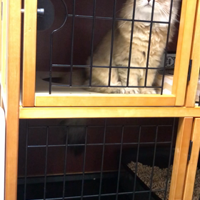 かすれ声の仔猫の画像