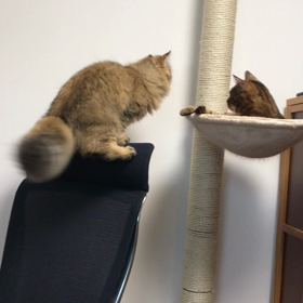 バランス 背もたれで耐える猫の画像