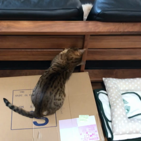 仔猫が来た 16日目① クリーガー鈍くさ編の画像