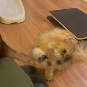 姉のしっぽであそぶ弟の画像