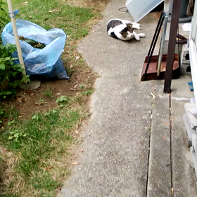 ボス猫を追いかけてみる…の画像