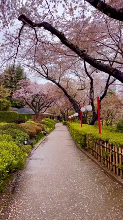 雨の桜並木の記事動画