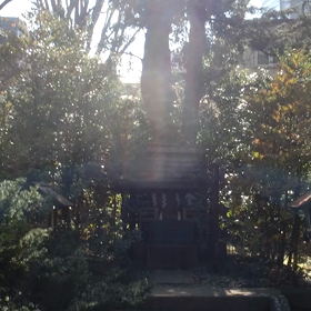 赤坂氷川神社さんの美しい光✨の画像