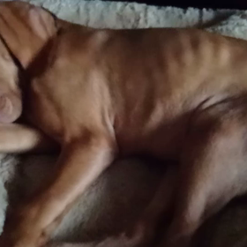 イビキをかく犬の画像