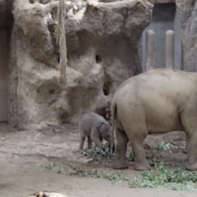 久しぶりに動物園の画像