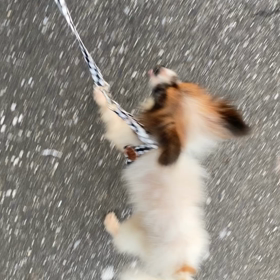 お散歩の画像