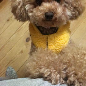聞き分けよい面もアピール(^-^)の画像
