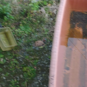 メダカ盗まれました、、、の画像