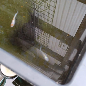 がんばれ月華♂の画像