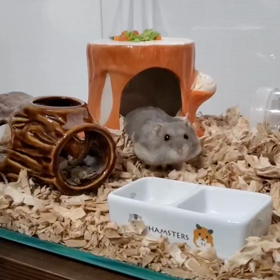 林檎の画像