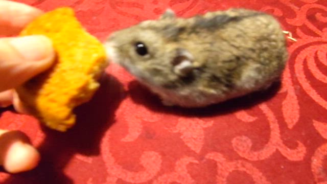 美味しい物を戴く幸せの記事動画