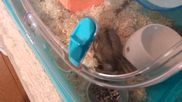 「安楽死とセデーション」への反響  1の記事動画