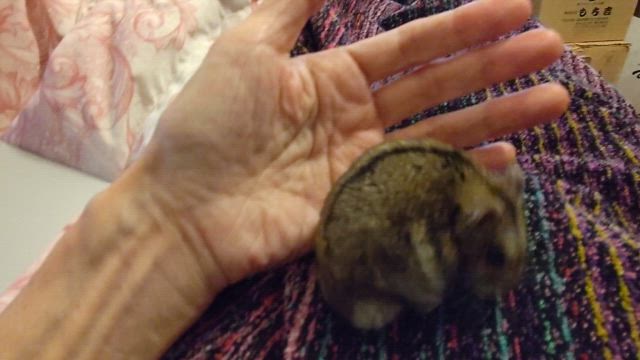 お誕生日おめでとうの記事動画