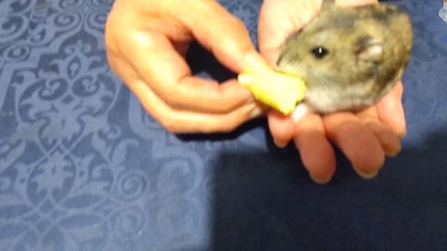 「安楽死とセデーション」への反響  2の記事動画