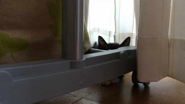猫バカに…の記事動画