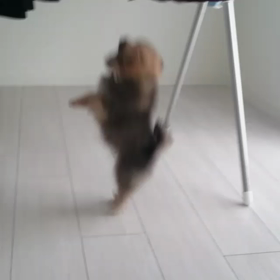もん太の画像