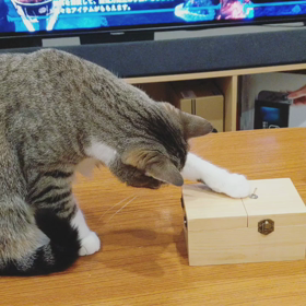 動画の画像